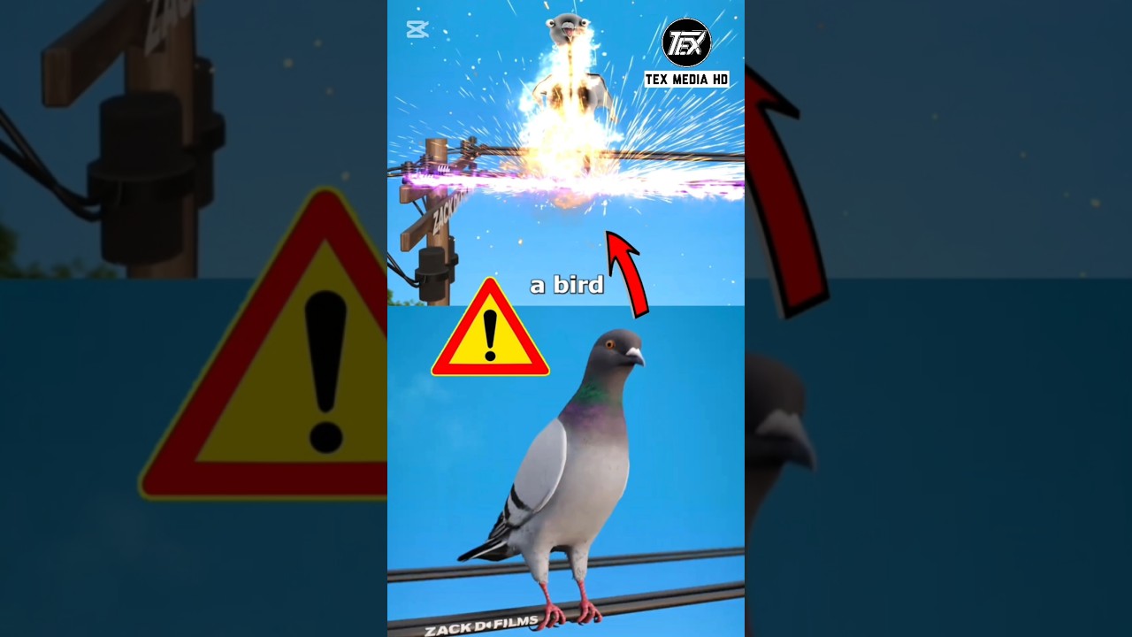 Pourquoi les oiseaux ne s'électrocute pas sur les câbles électriques.